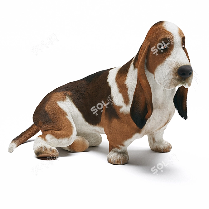 Realistic Basset Hound 3D Model 3D model image 1