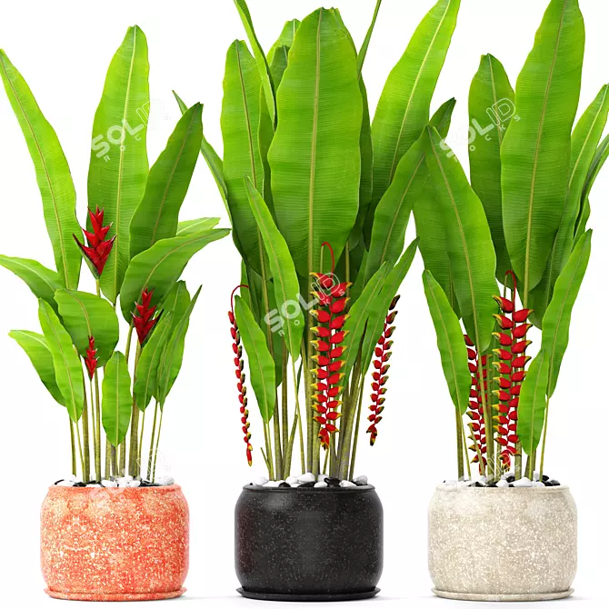 Tropical Splendor: Heliconia Collection 3D model image 1