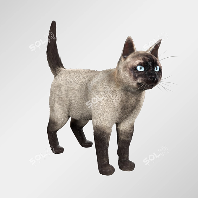 Siamese Cat Model with Hair and Textures 3D model image 1
