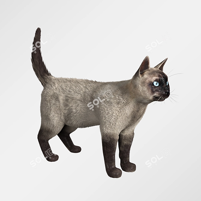 Siamese Cat Model with Hair and Textures 3D model image 2