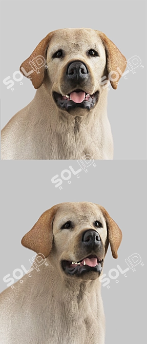 VRayFur Labrador Retriever Model 3D model image 2