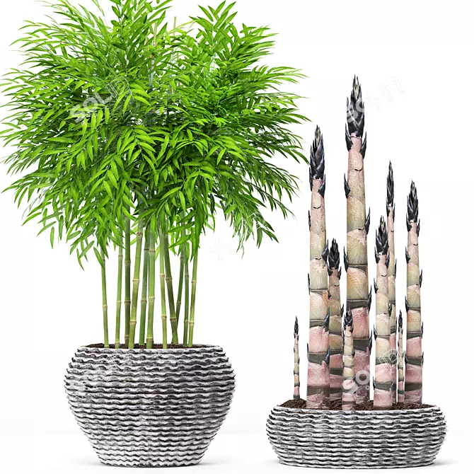 EcoGrowth Natural Bamboo Shoots 3D model image 1