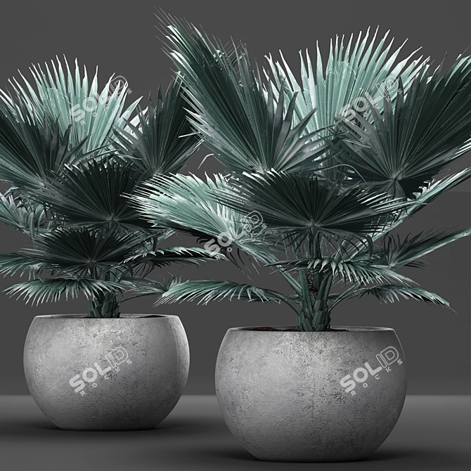 Blue Majesty Palm 3D model image 1