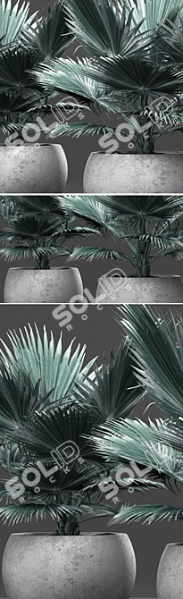 Blue Majesty Palm 3D model image 2