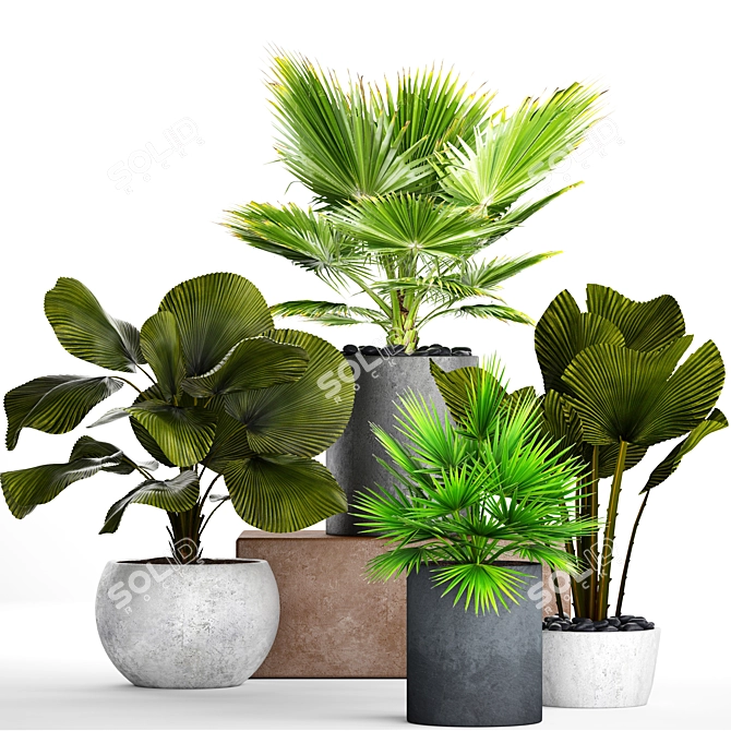 Tropical Paradise: Palm Collection 3D model image 1