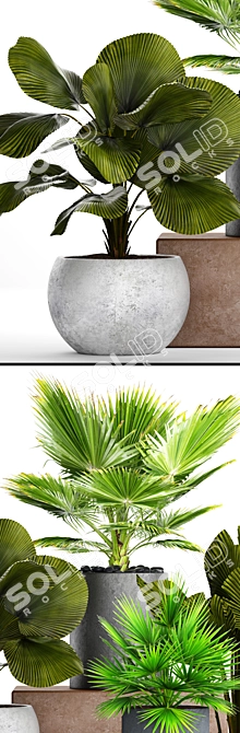 Tropical Paradise: Palm Collection 3D model image 2