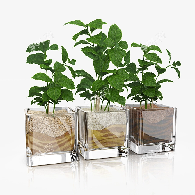 Coffee Tree in Glass Pots Set 3D model image 1