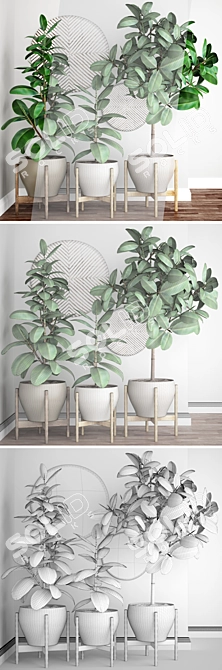 Ficus Robusta: Exquisite Potted Plant 3D model image 3