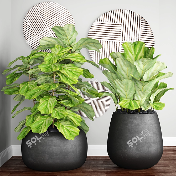Ficus lyrata: Stunning Potted Plant 3D model image 1