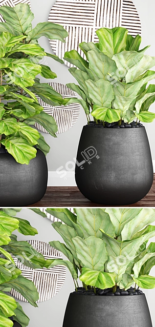 Ficus lyrata: Stunning Potted Plant 3D model image 2