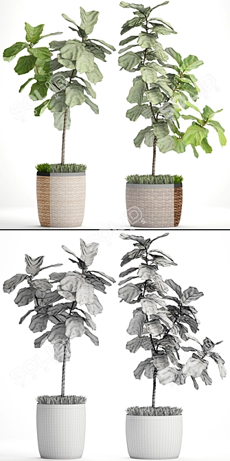 Lyrical Ficus Collection 3D model image 3