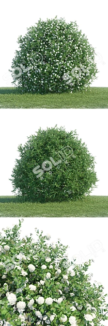 Flowering Spiraea Shrub - 1.2m 3D model image 2