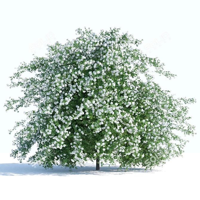  Blooming Spiraea Shrub 2 3D model image 1