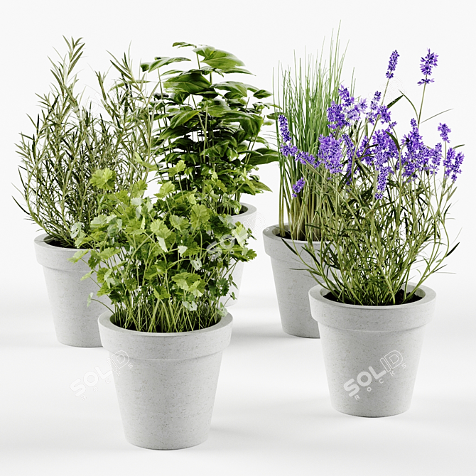 Concrete Pot Herb Collection 3D model image 1