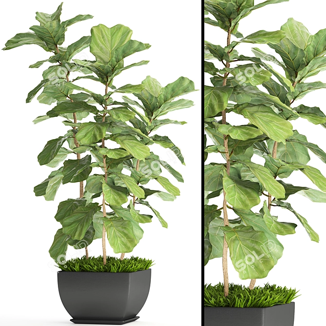 Lyrata Ficus: Elegant Indoor Plant 3D model image 1