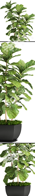 Lyrata Ficus: Elegant Indoor Plant 3D model image 2