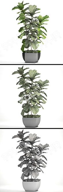 Lyrata Ficus: Elegant Indoor Plant 3D model image 3