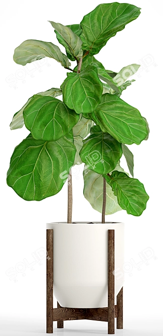 Lyrata Ficus Tree: Strikingly Beautiful 3D model image 2