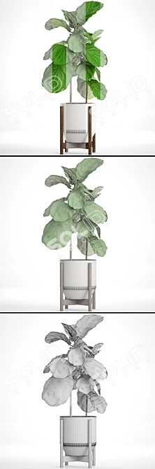 Lyrata Ficus Tree: Strikingly Beautiful 3D model image 3