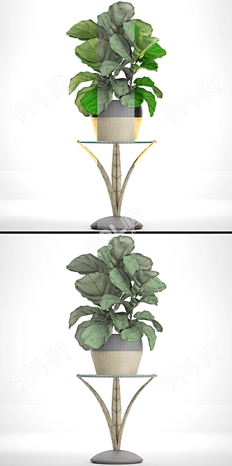 Ficus Lyrate Occasional Table 3D model image 3