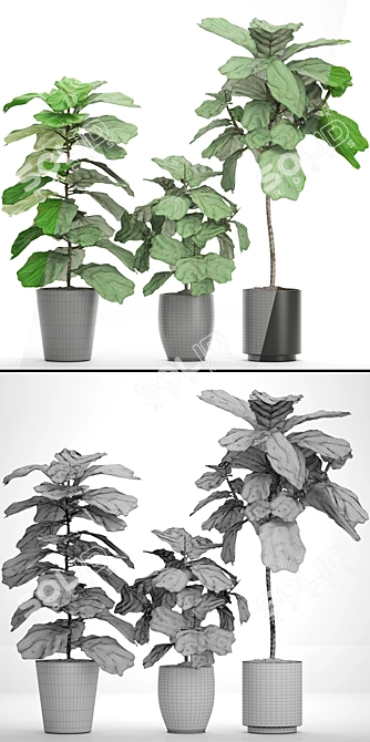 Lyrata Ficus Collection: Natural Beauty 3D model image 3