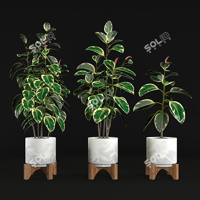 Variegated Ficus Elastica: Stunning Tree for Interiors 3D model image 1