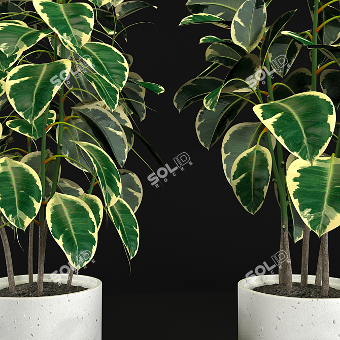 Variegated Ficus Elastica: Stunning Tree for Interiors 3D model image 2