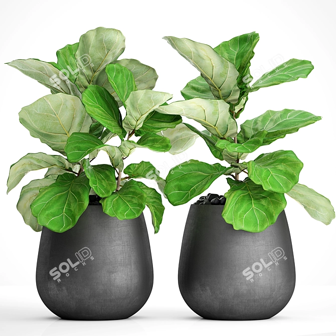 Ficus Lyrate Collection: 9 Varieties 3D model image 2