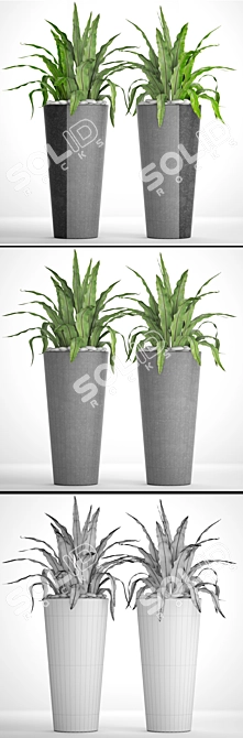 Asplenium Collection: A Garden Delight 3D model image 2