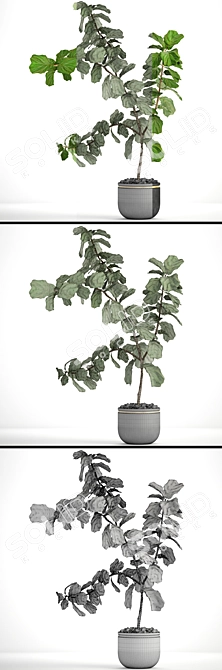 Luxury Ficus Lyrate: Decorative Indoor Tree 3D model image 3