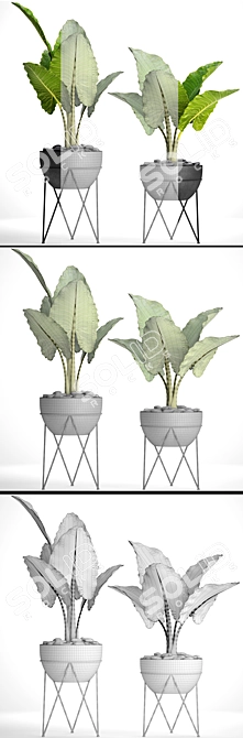 Exquisite Alocasia Macrorrhiza Collection 3D model image 3