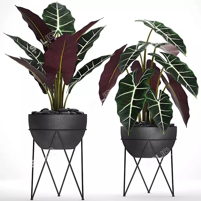 Exquisite Alocasia Collection 3D model image 1