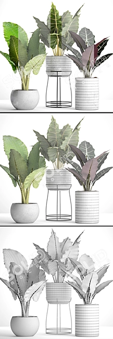 Tropical Pot Plant Collection 3D model image 3