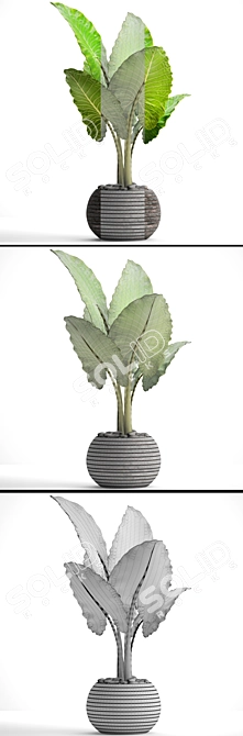 Tropical Elegance: Alocasia Plant 3D model image 3