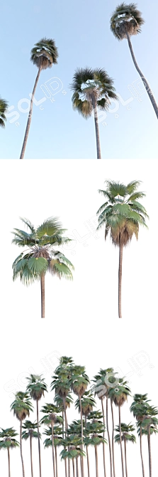 Tropical Majesty: Washingtonia Robusta Palms 3D model image 2