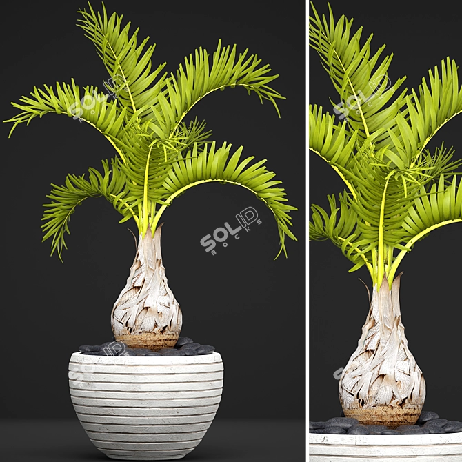 Hyophorbe Lagenicaulis: Exotic Palm Tree 3D model image 1