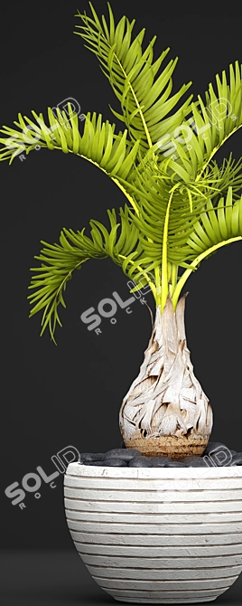 Hyophorbe Lagenicaulis: Exotic Palm Tree 3D model image 2