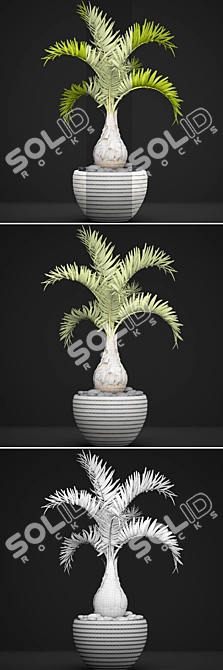 Hyophorbe Lagenicaulis: Exotic Palm Tree 3D model image 3