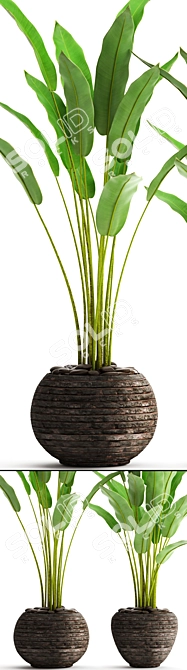 Potted Plant Collection 3D model image 2