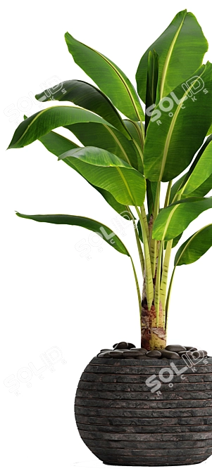 Tropical Bliss: Banana Tree 3D model image 2