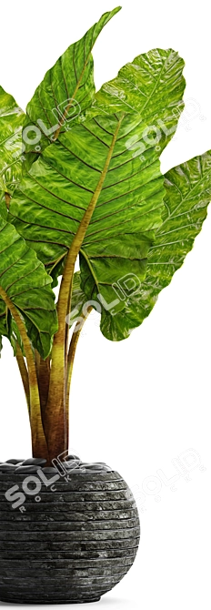 Exquisite Alocasia: Elegant and Rare 3D model image 2