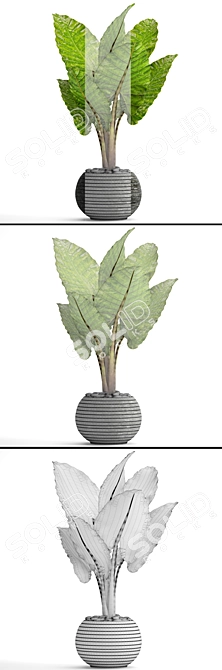 Exquisite Alocasia: Elegant and Rare 3D model image 3