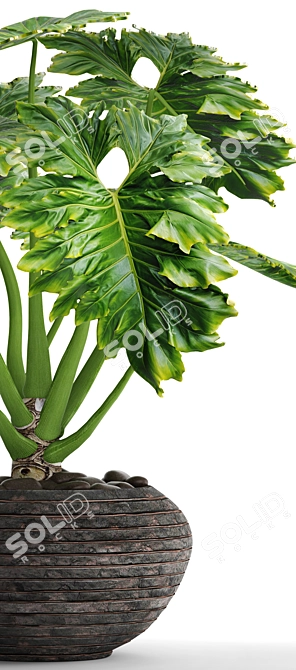 Tropical Beauty: Philodendron Plant 3D model image 2