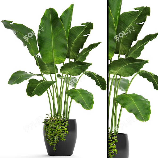 Tropical Delight: Banana Palm in Pot 3D model image 1