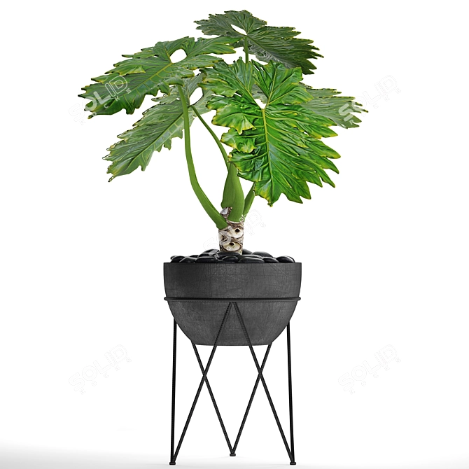 Tropical Beauty: Philodendron Plant 3D model image 1