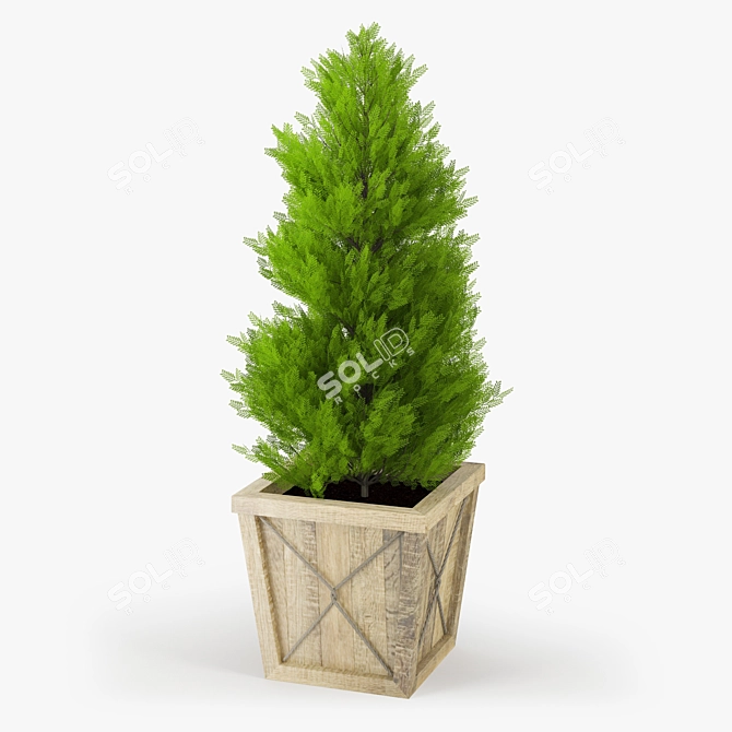 Realistic Thuja Tree 3D Model 3D model image 1