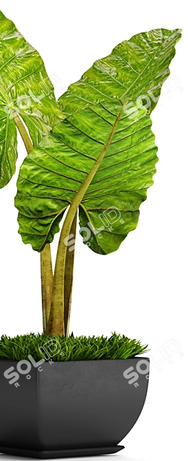 Exquisite Alocasia 4: A Botanical Beauty 3D model image 2