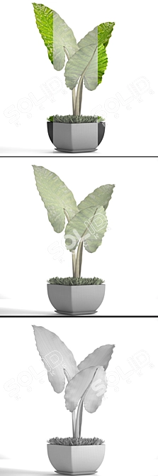 Exquisite Alocasia 4: A Botanical Beauty 3D model image 3