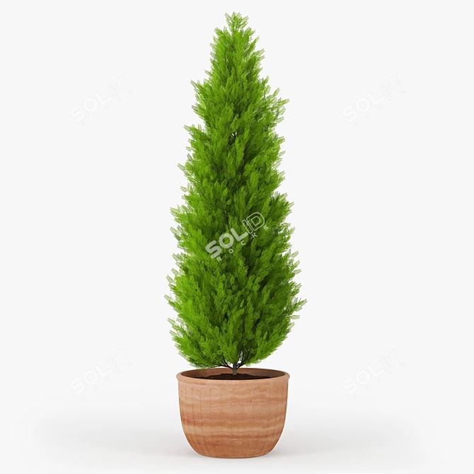 Thuja 2 - High-Poly 3D Plant 3D model image 1