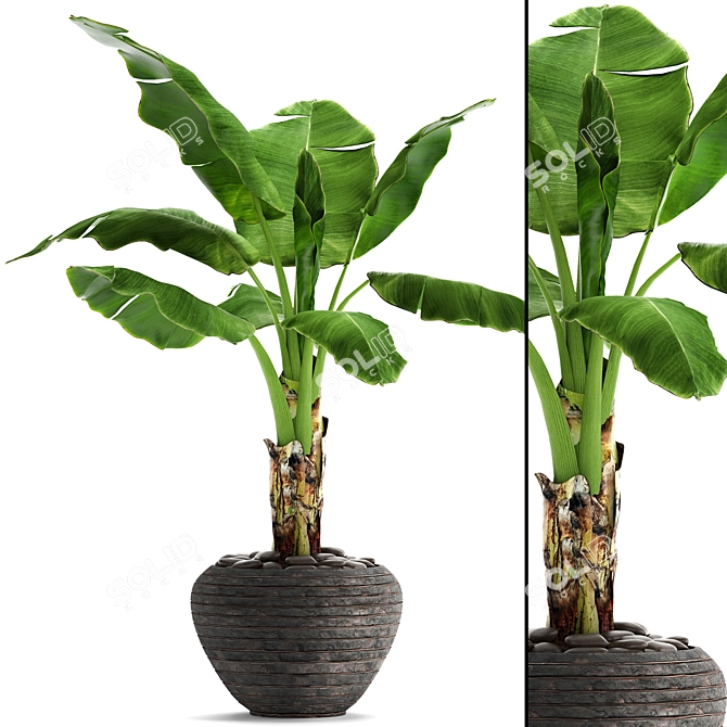 Tropical Delight: Banana Palm in Pot 3D model image 1